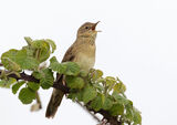 Grasshopper Warbler