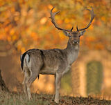 Fallow Deer