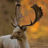 Fallow Deer