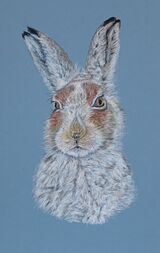 Mountain Hare