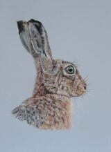 Brown hare