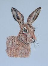 Brown Hare
