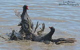 Fighting Moorhens