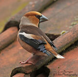 Hawfinch