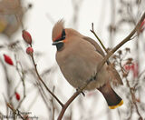 Waxwing