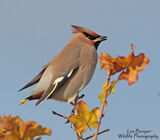 Waxwing