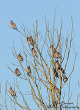 Waxwings