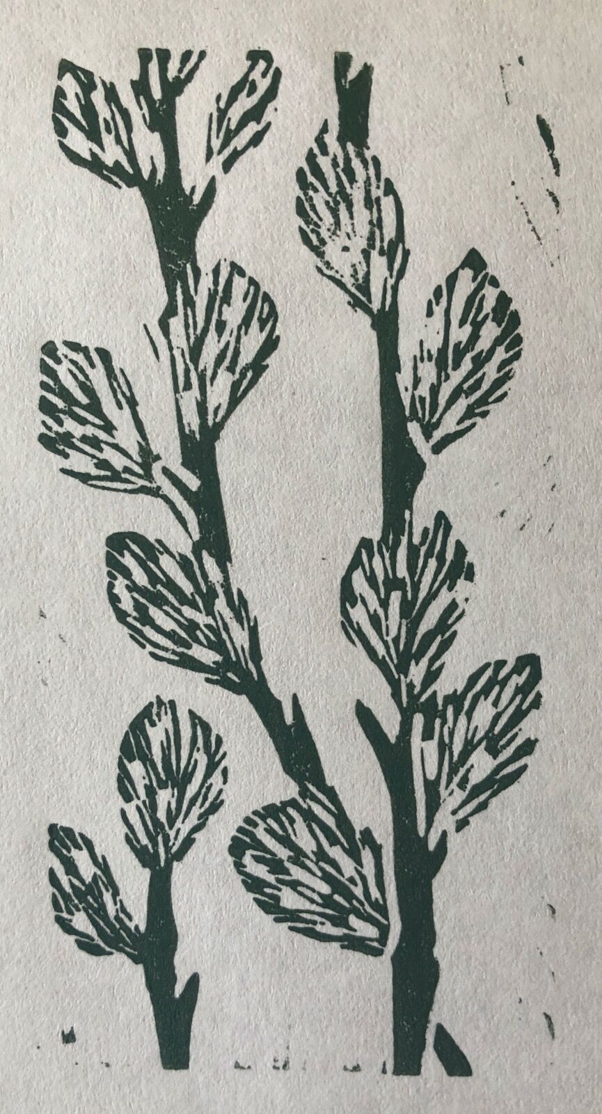 Pussy Willow