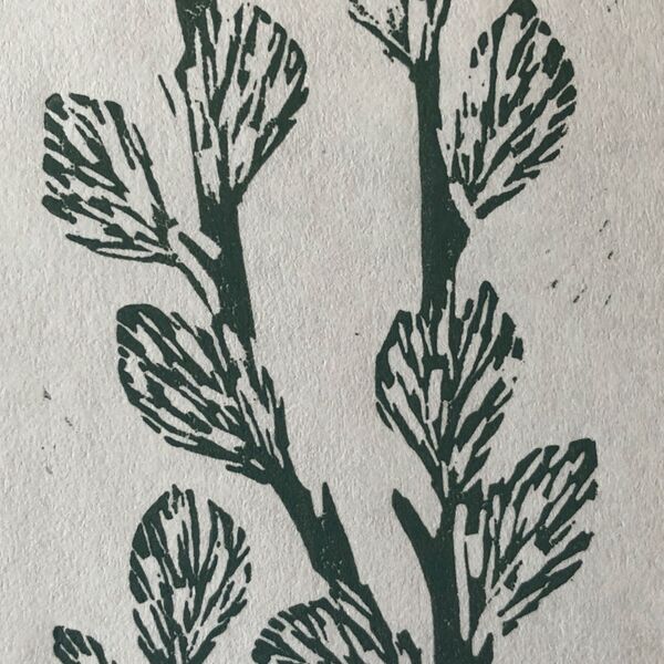 Pussy Willow
