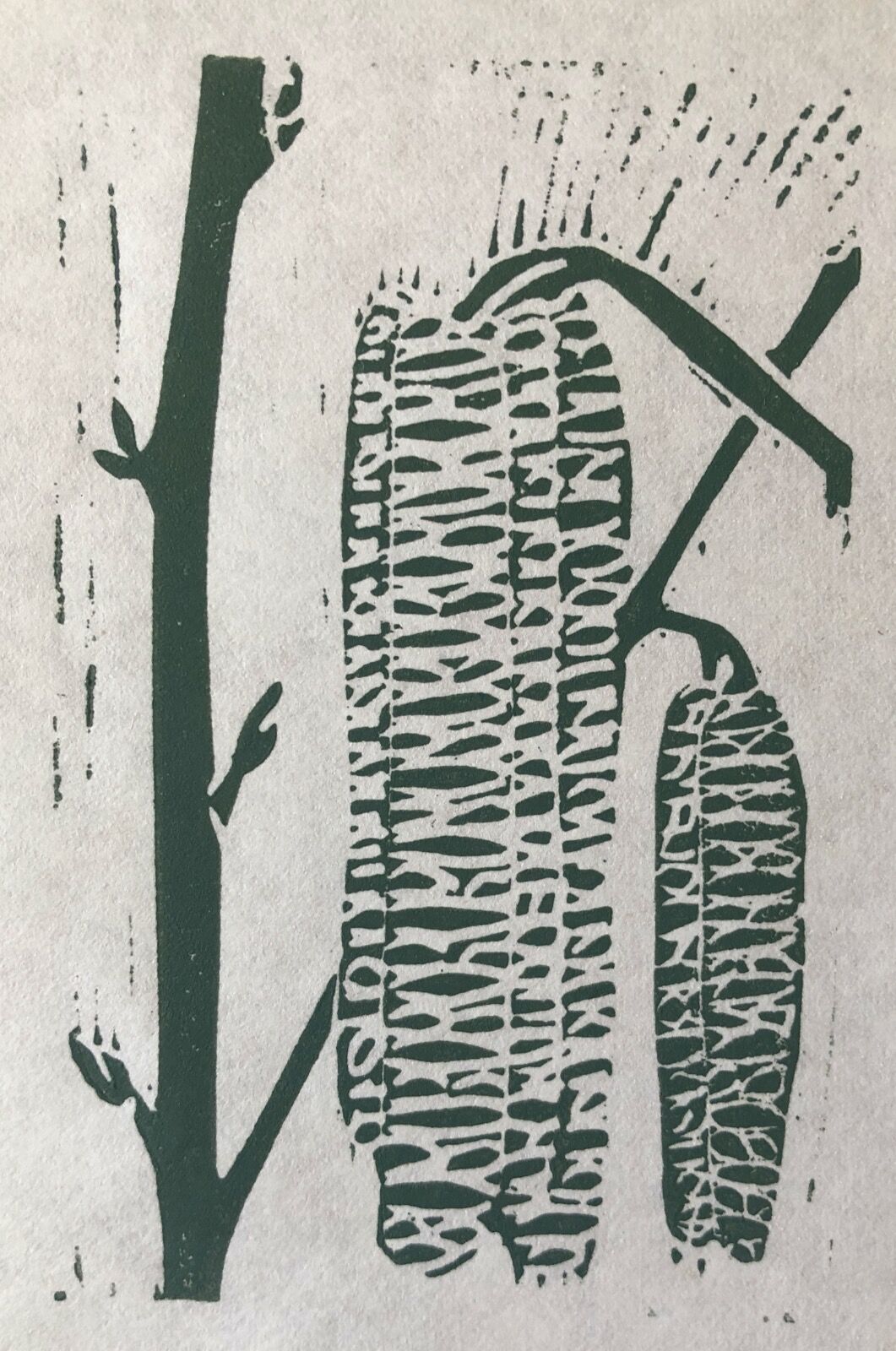 Catkins