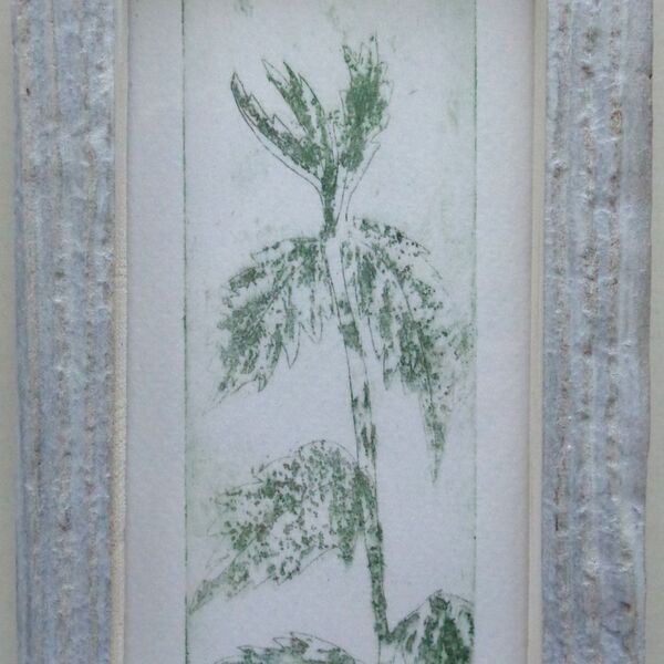 Nettle Etching