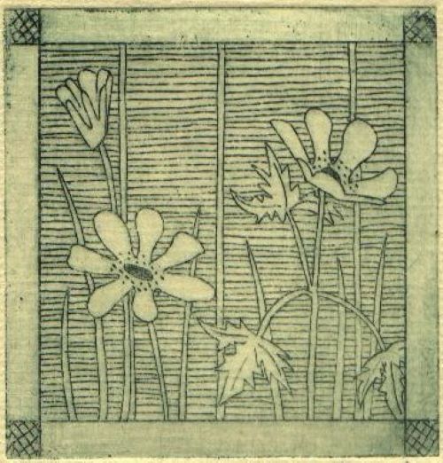 Wood Anemone Etching