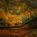 Autumn 1.