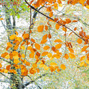 Autumn 2.