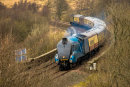 Bittern