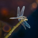 Black Darter