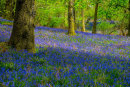 Bluebells
