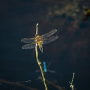 Broadbodied Chaser.