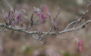 Catkins
