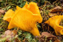 Orange Chanterelle