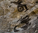 Wood Detail (Old Stump)