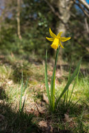 Wordsworth Daffodil
