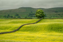Yorkshire Dales.