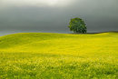 Yorkshire Dales.