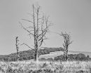 Dead Trees 1