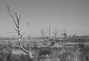 Dead Trees 2