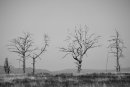 Dead Trees 3.