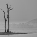 Tree remains.