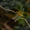 Dragon 2