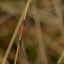 Dragon 3