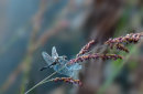 Black Darter