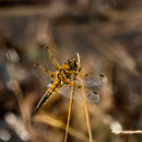 Dragon 1