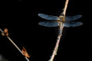 Dragonfly 1