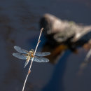 Dragonfly 2