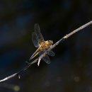 Dragonfly 3