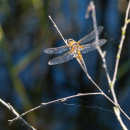 Dragonfly 4