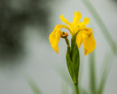 Flag Iris.