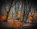 Flames of the Forest