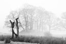 Foggy River Brathay Trees 4.
