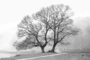 Foggy River Brathay trees 3.