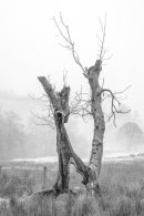 Foggy River Brathay Trees 1.