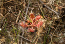 Sundew.