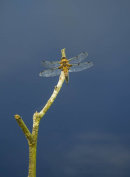 Four Spot Chaser