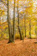 Autumn Colours 1
