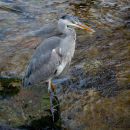 Grey Heron