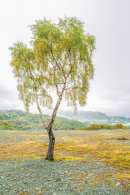 Lonely Tree